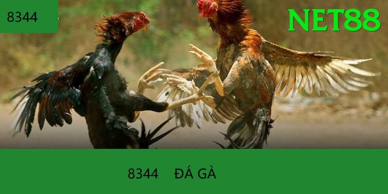 Đá Gà Trực Tiếp - Ưu đãi đặc biệt - Download