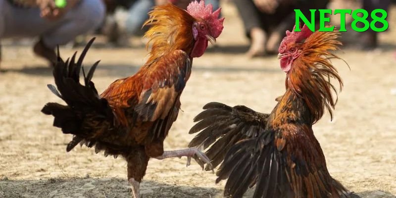 Đá Gà Trực Tiếp - Trải nghiệm tuyệt vời - Game phiêu lưu